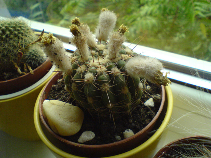 ochisori galbeni neinflorit - cactusi
