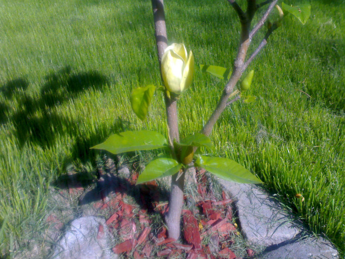 Magnolia Yellow Bird