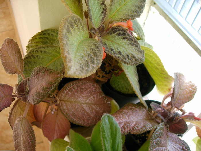 IMAG0034