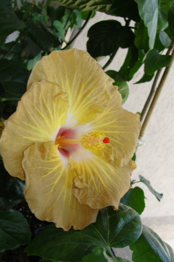hibiscus Suntan