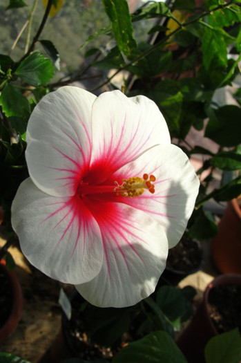 hibiscus Fire Storm - B-hibiscus-2012 4