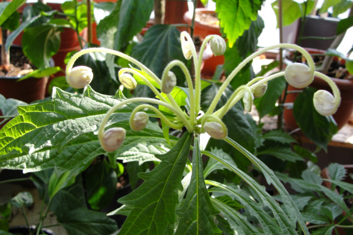  - B-clerodendroni
