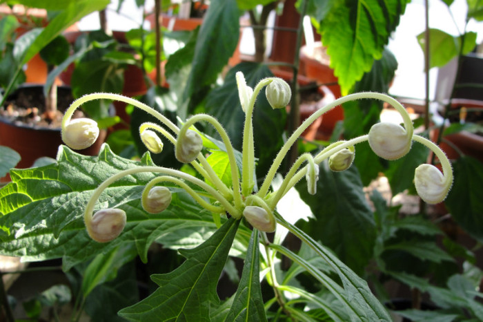  - B-clerodendroni