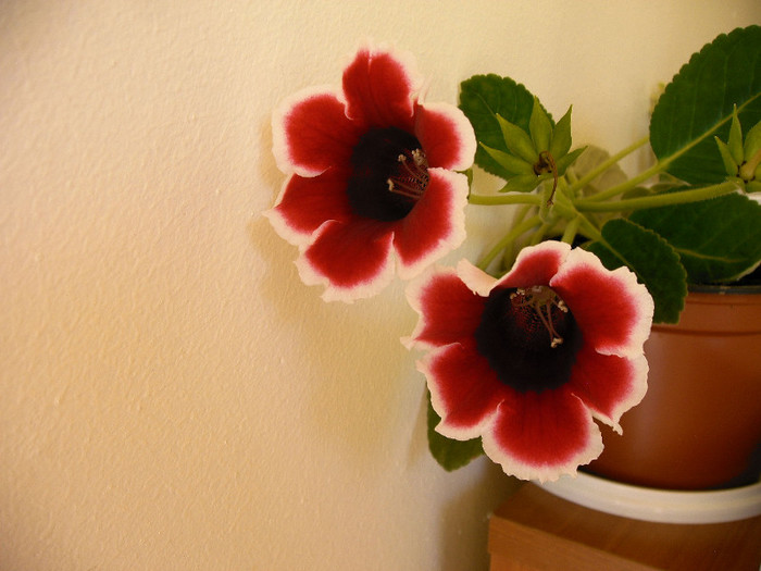 IMAG0021