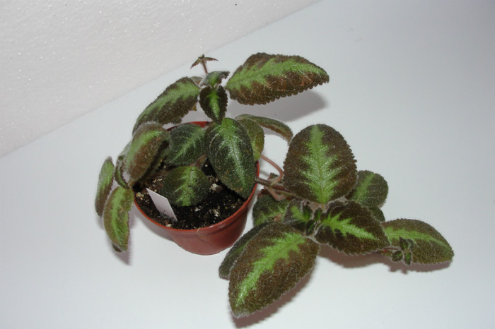 episcia Faany Haague lilacina