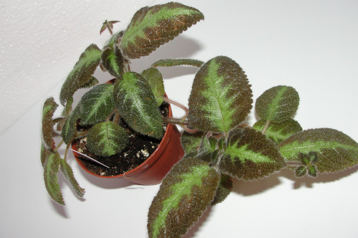  - Episcia F