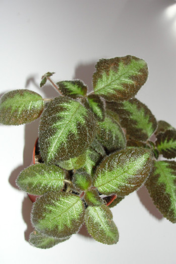 02.10.12 - Episcia F