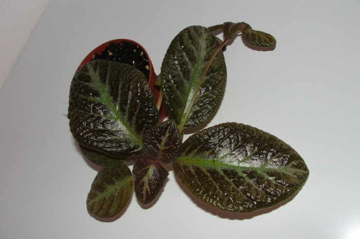 episcia Sun Gold