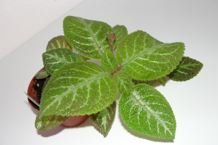 02.10.12 - Episcia F