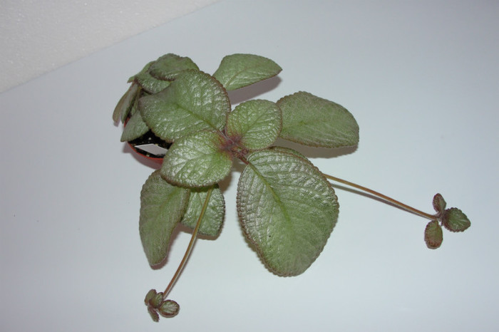 episcia Moon Light