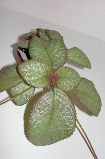  - Episcia M