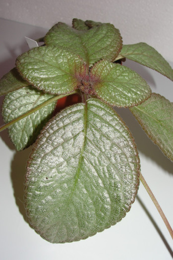 02.10.12 - Episcia M