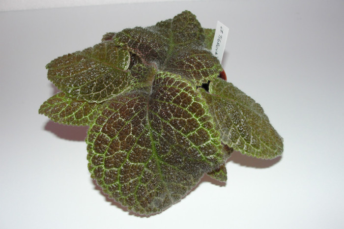 episcia Tigrovaja