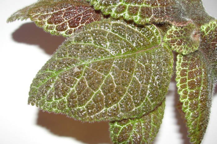 02.10.12 - Episcia T