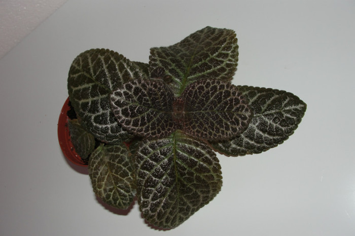 episcia Jim's Golden Eagle - Episcia Jim_s