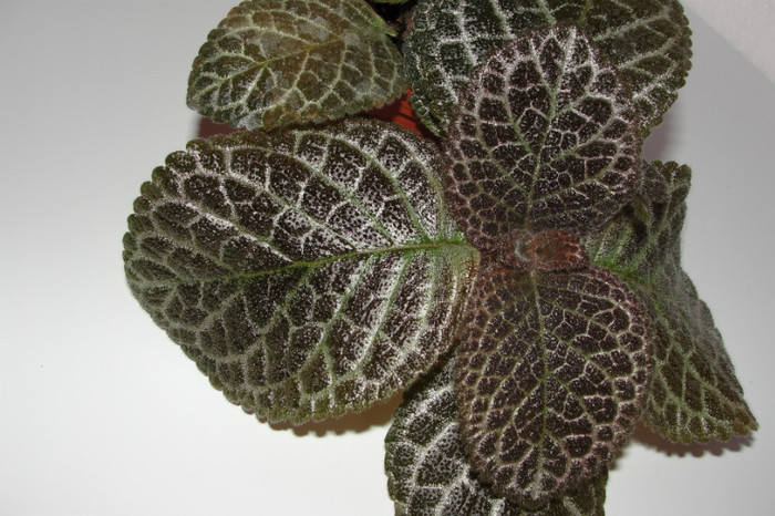 episcia Jim's Golden Eagle