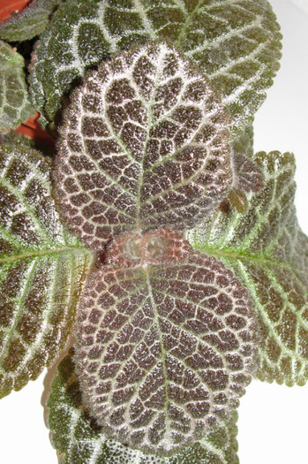 02.10.12 - Episcia Jim_s