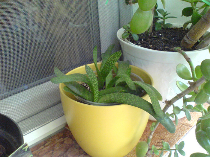 gasteria maculata - aloe