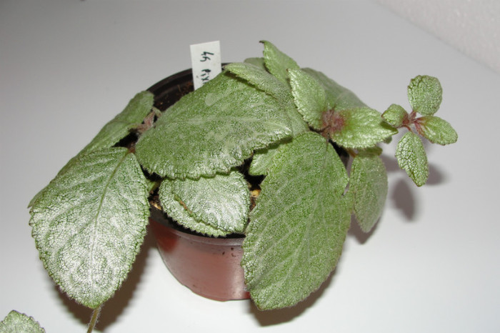  - Episcia P