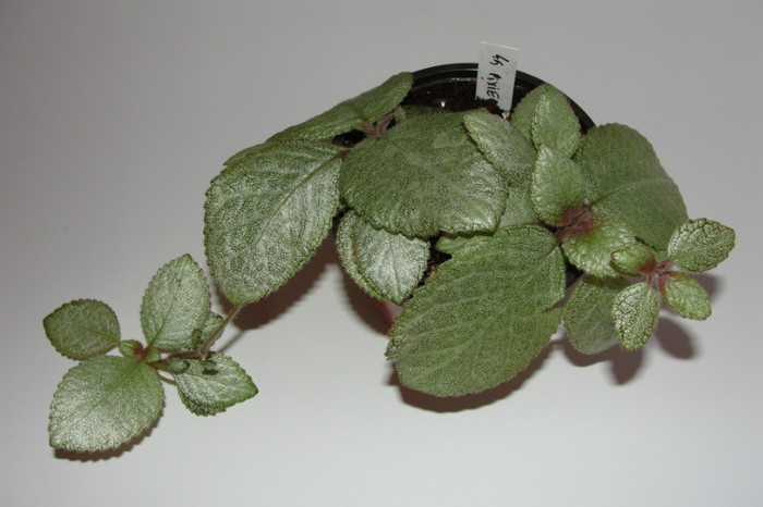 02.10.12 - Episcia P