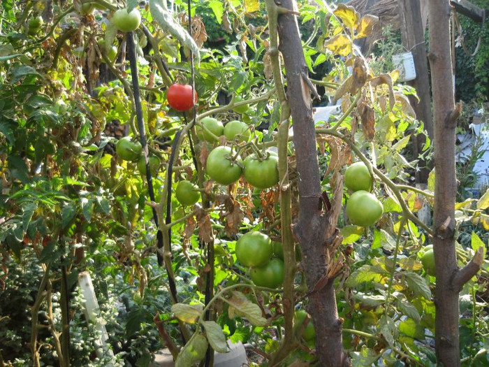 24 Septembrie 2012