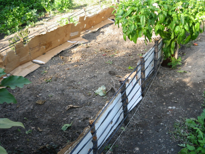 Strat inalt pentru capsuni 27 Septembrie 2012