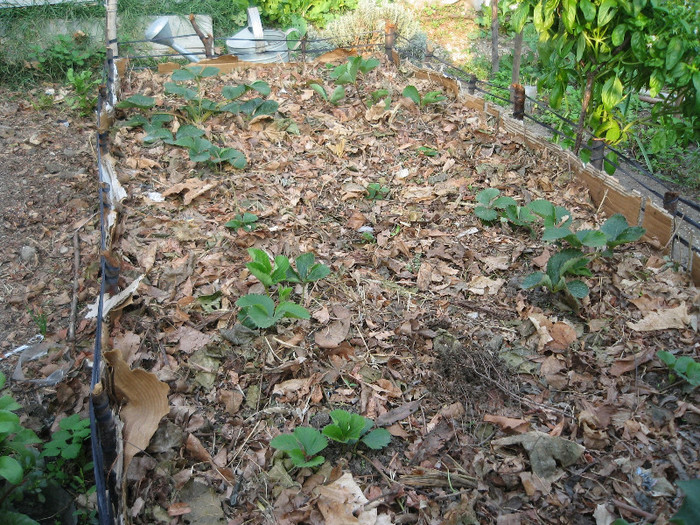Strat inalt pentru capsuni,4 oct.2012