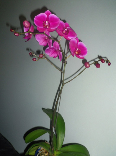 16 oct. 2012 - 2012 Orhidee