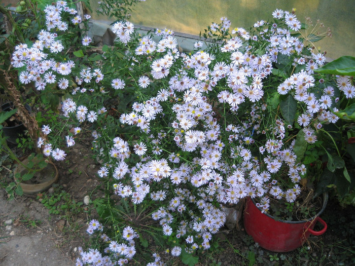 Aster,4 Octombrie 2012 - Gradina 2012