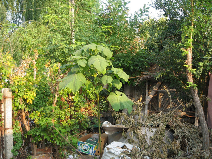 Paulownia in 4 Octombrie 2012 - Gradina 2012