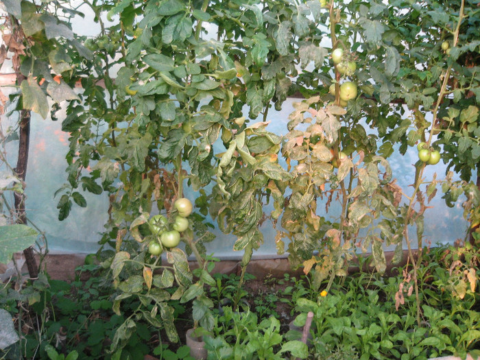 4 Octombrie 2012