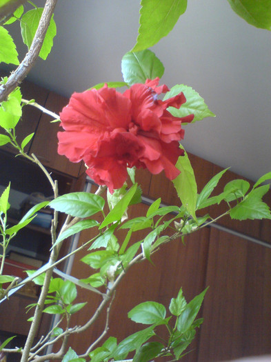 rosu batut - Hibiscus