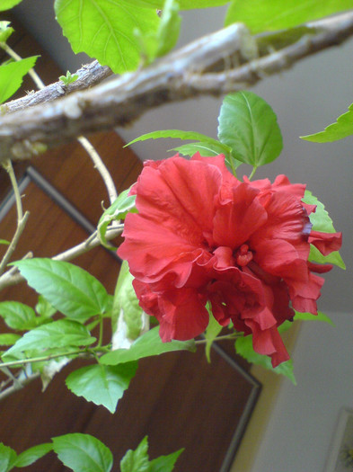 DSC01434 - Hibiscus