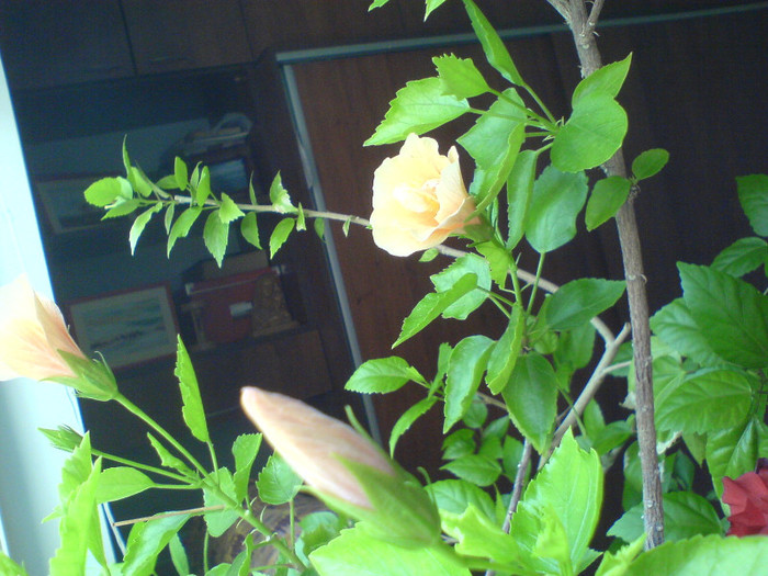 DSC01438 - Hibiscus