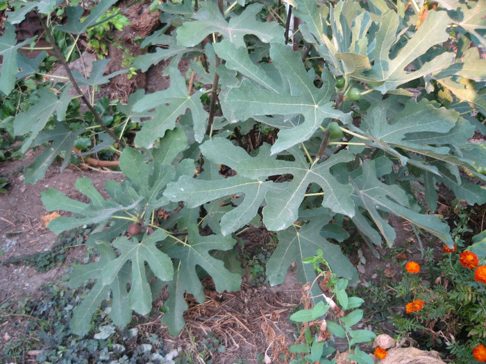 4 Octombrie 2012