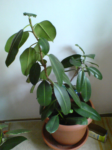 DSC01542 - ficus