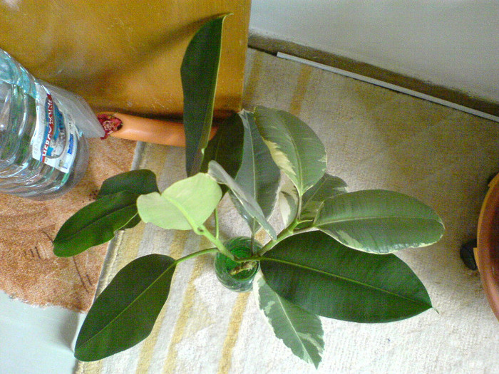 moturi la apa - ficus