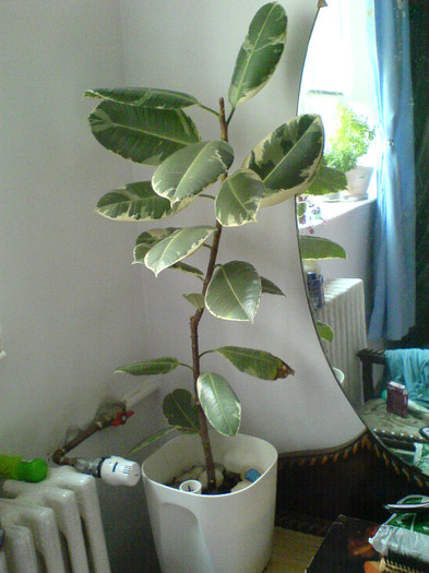 variegatul tuns - ficus