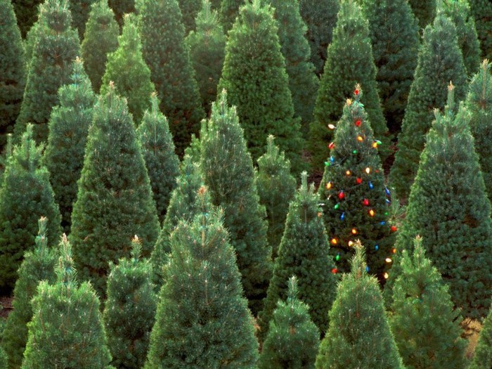 406996_328514307177108_260101085_n - Christmas Wallpapers