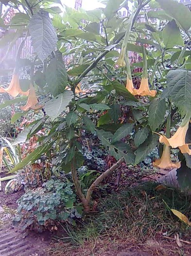 inainte de bruma - brugmansia