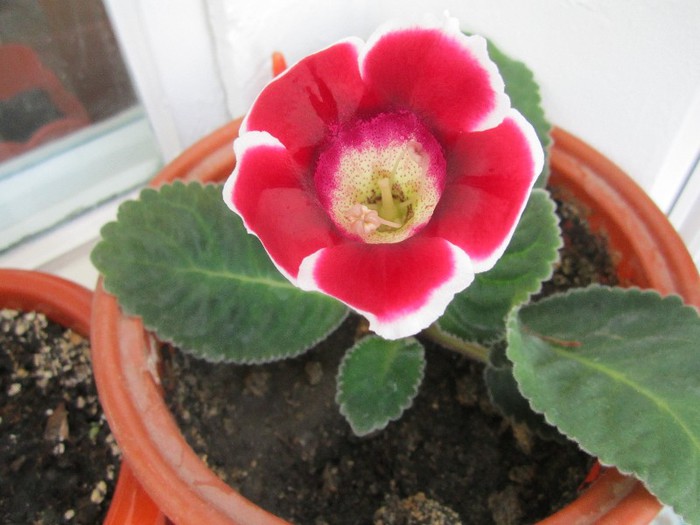 Gloxinia..
