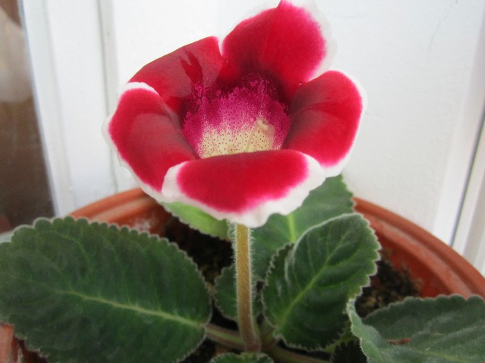 Gloxinia.