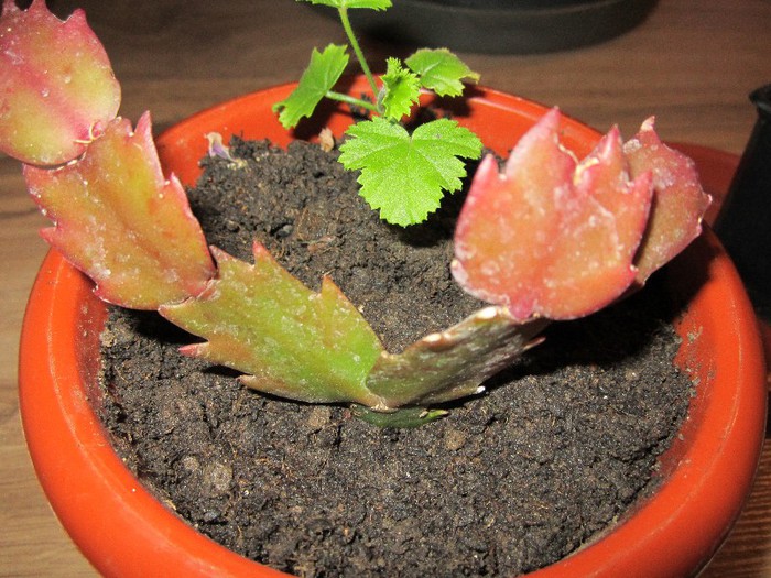Rhipsalidopsis - Multumesc Liafowers