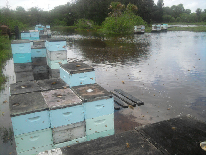 Inundatie - Apicultura din Florida in imagini