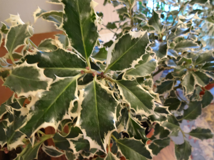 Argentea Marginata - Ilex aquifolium