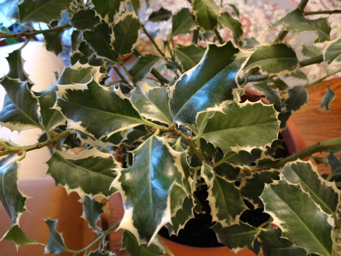 Argentea Marginata - Ilex aquifolium