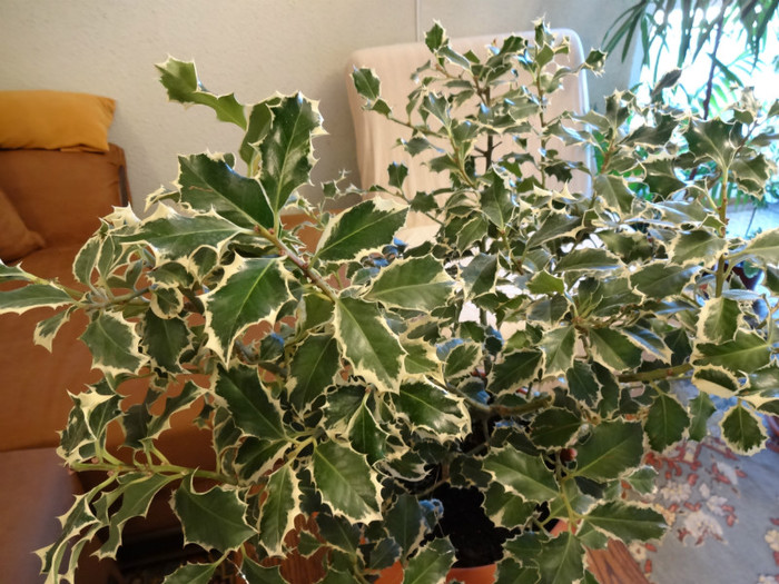 Argentea Marginata - Ilex aquifolium