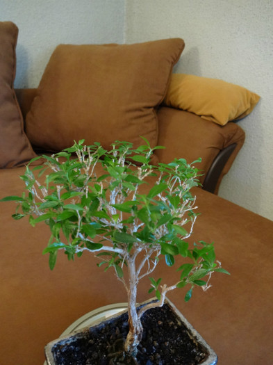 Serissa japonica - Bonsai