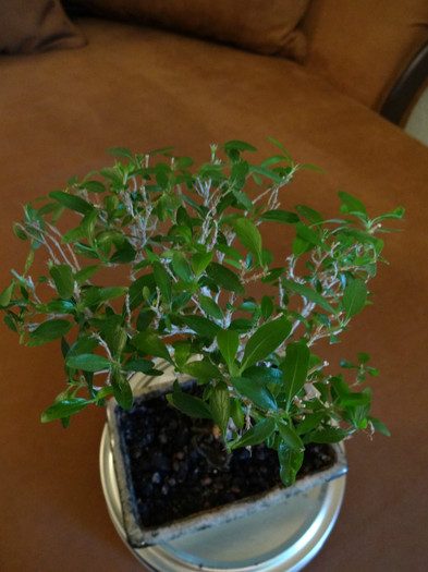 Serissa japonica