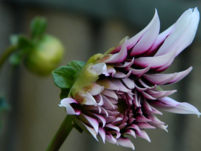 Dalie Tartan , de la Atlasplants - OCTOMBRIE